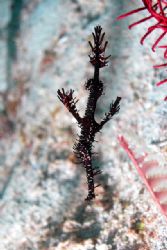 Puerto Galera offers always new subjects!!
A ghost pipe ... by Ugo Gaggeri 